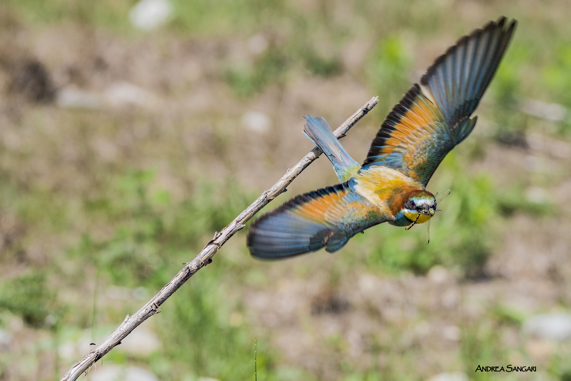 In flight to the nest