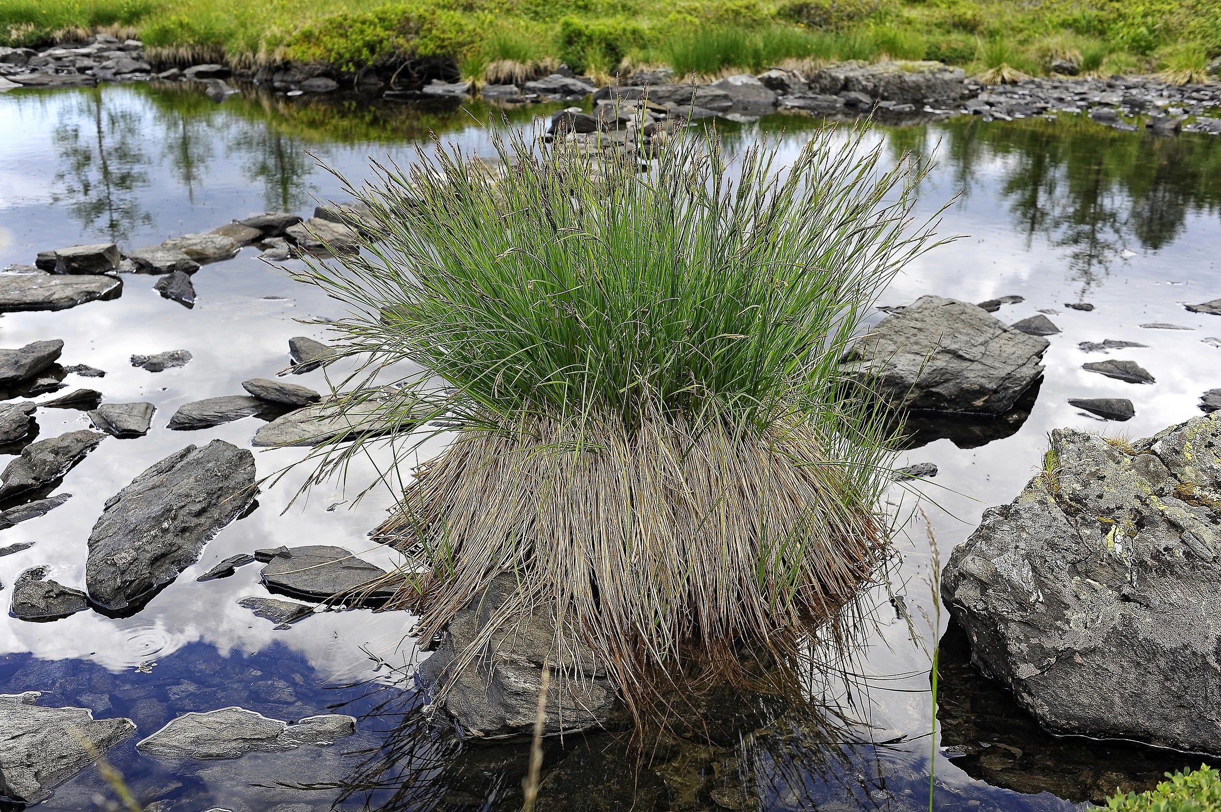 Grass. Water. Sassi. Peace.