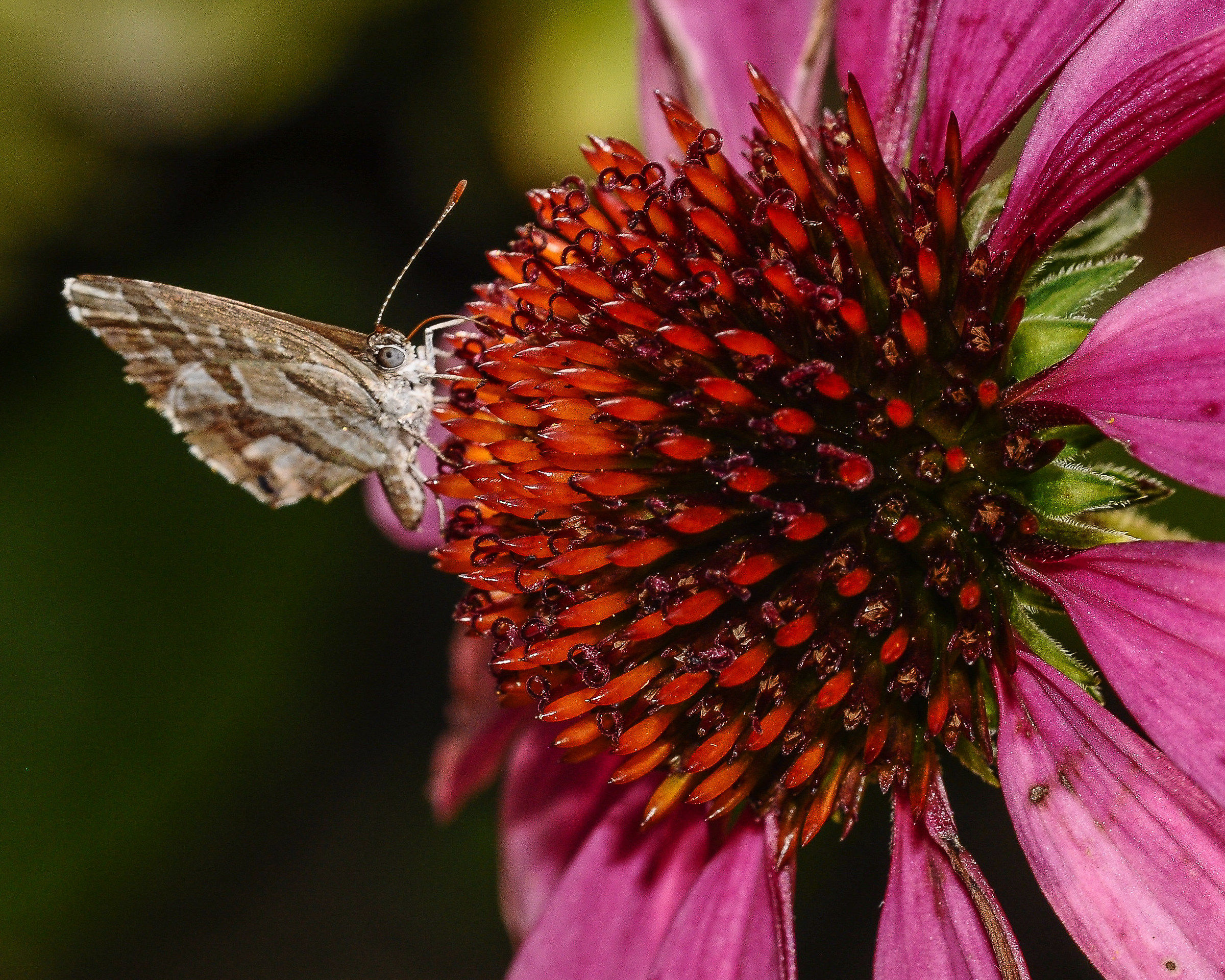 Ancora la farfallina...
