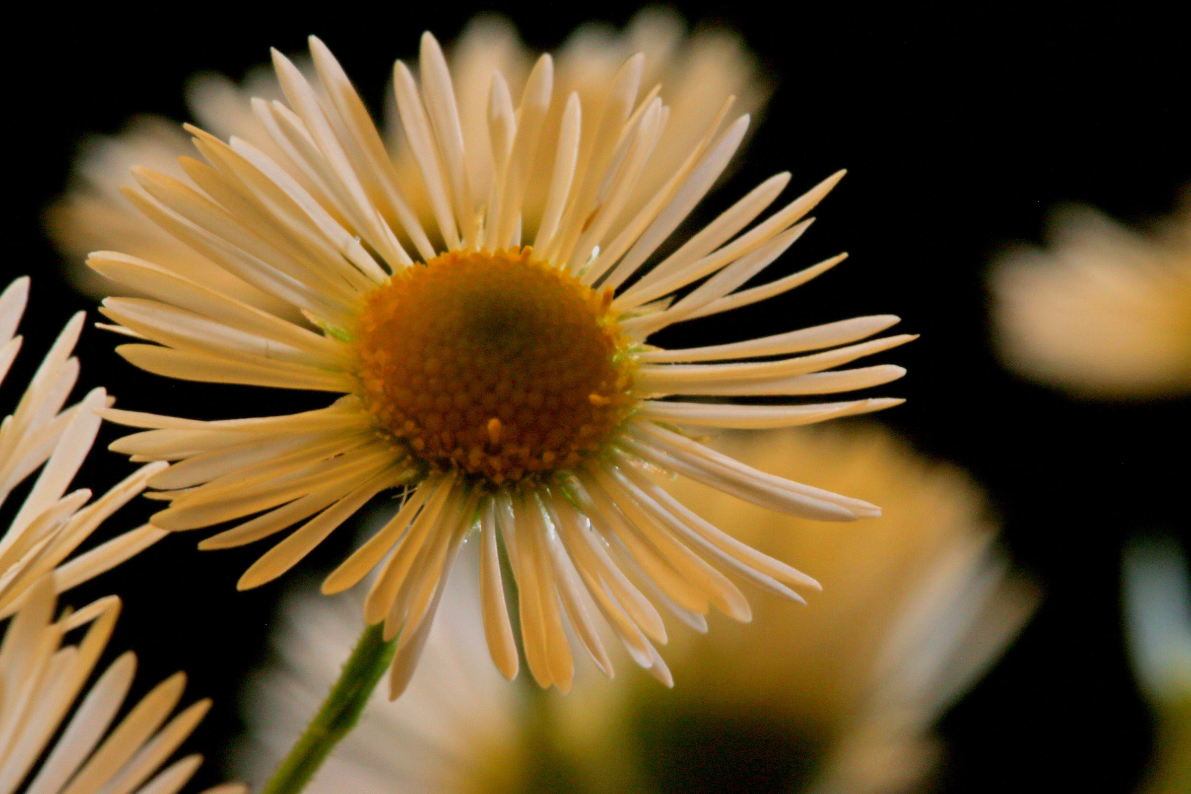 Mi è piaciuto fotografarla