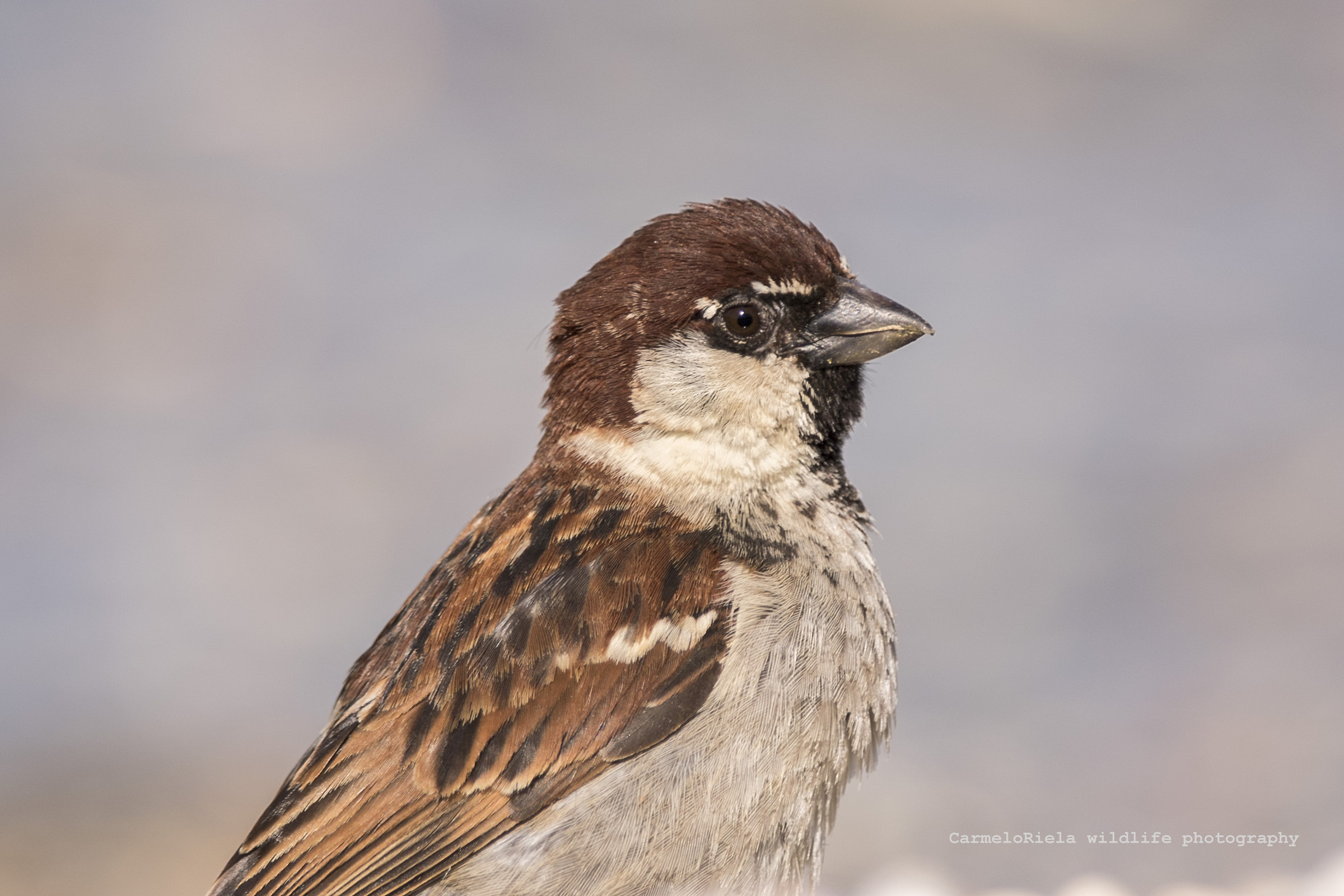 Portrait of a Sparrow