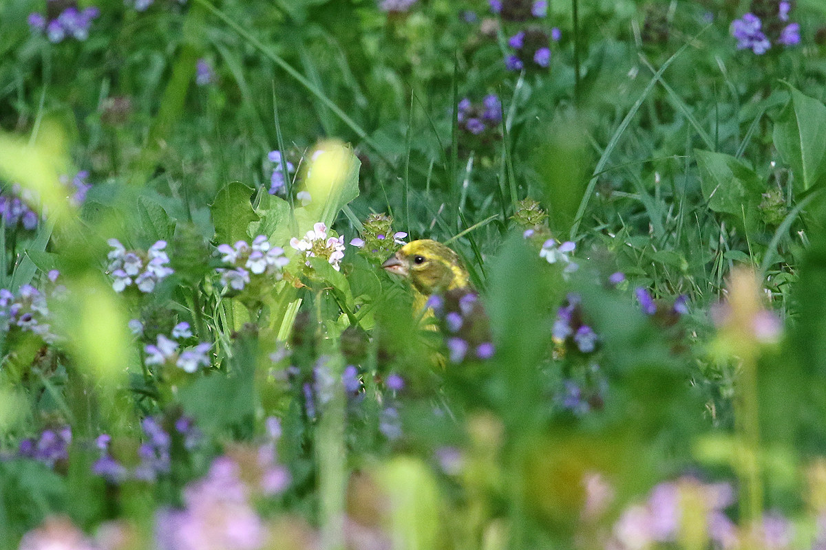 Verzellino al...pascolo!