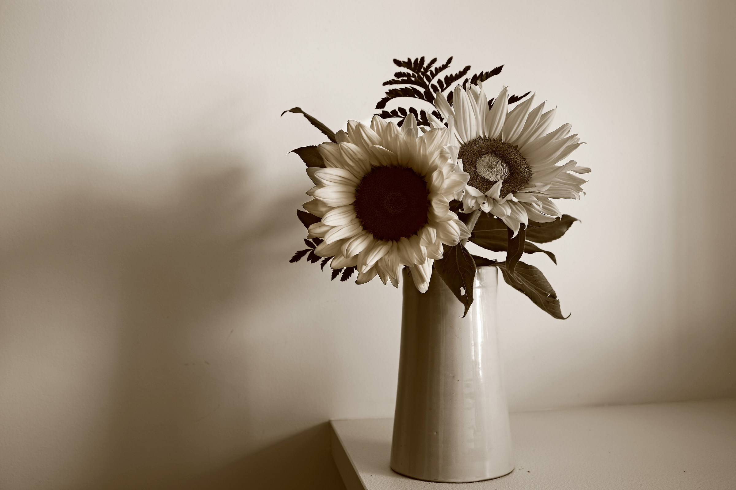 Sunflowers B&W