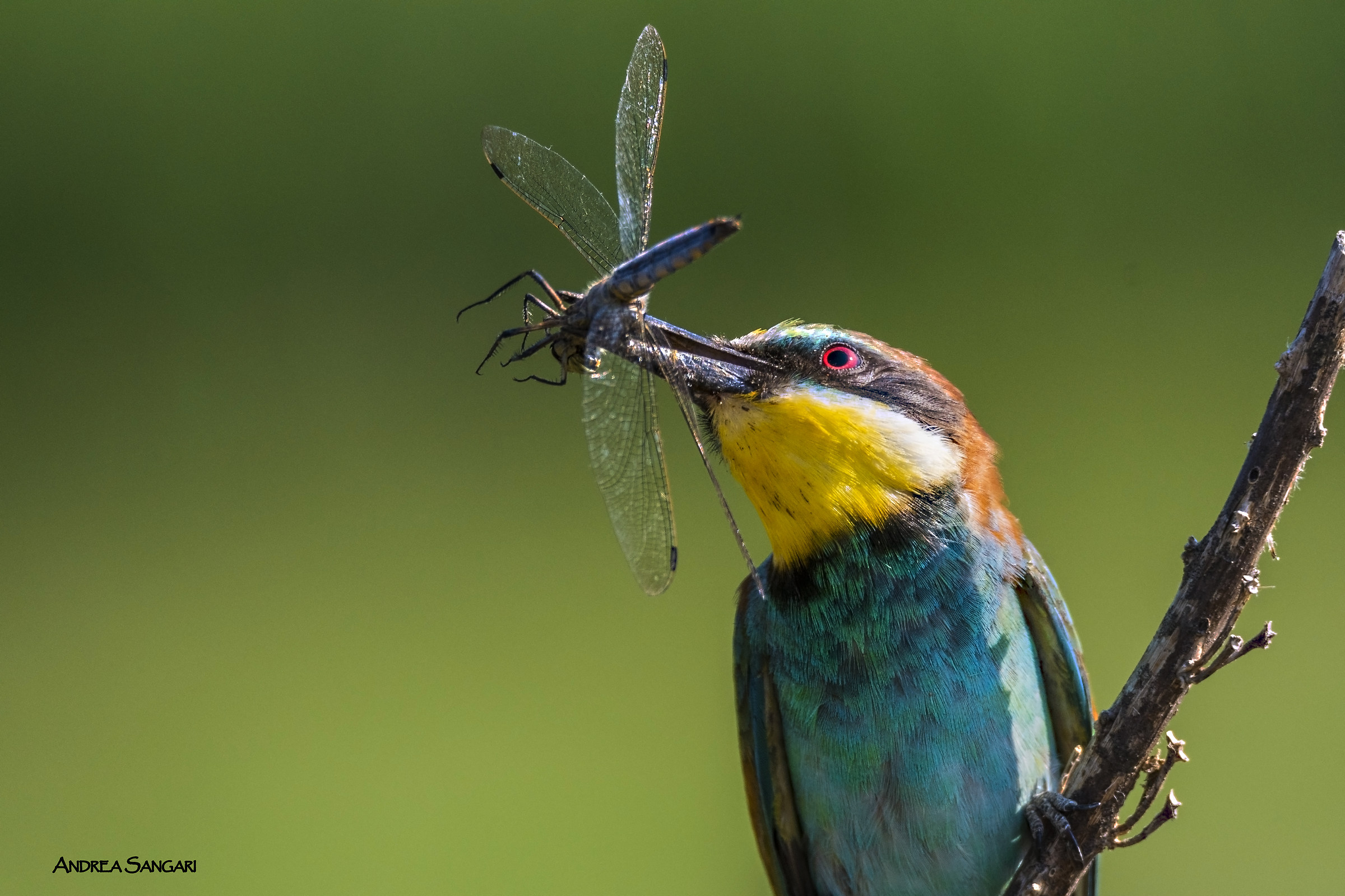 Gruccione con libellula