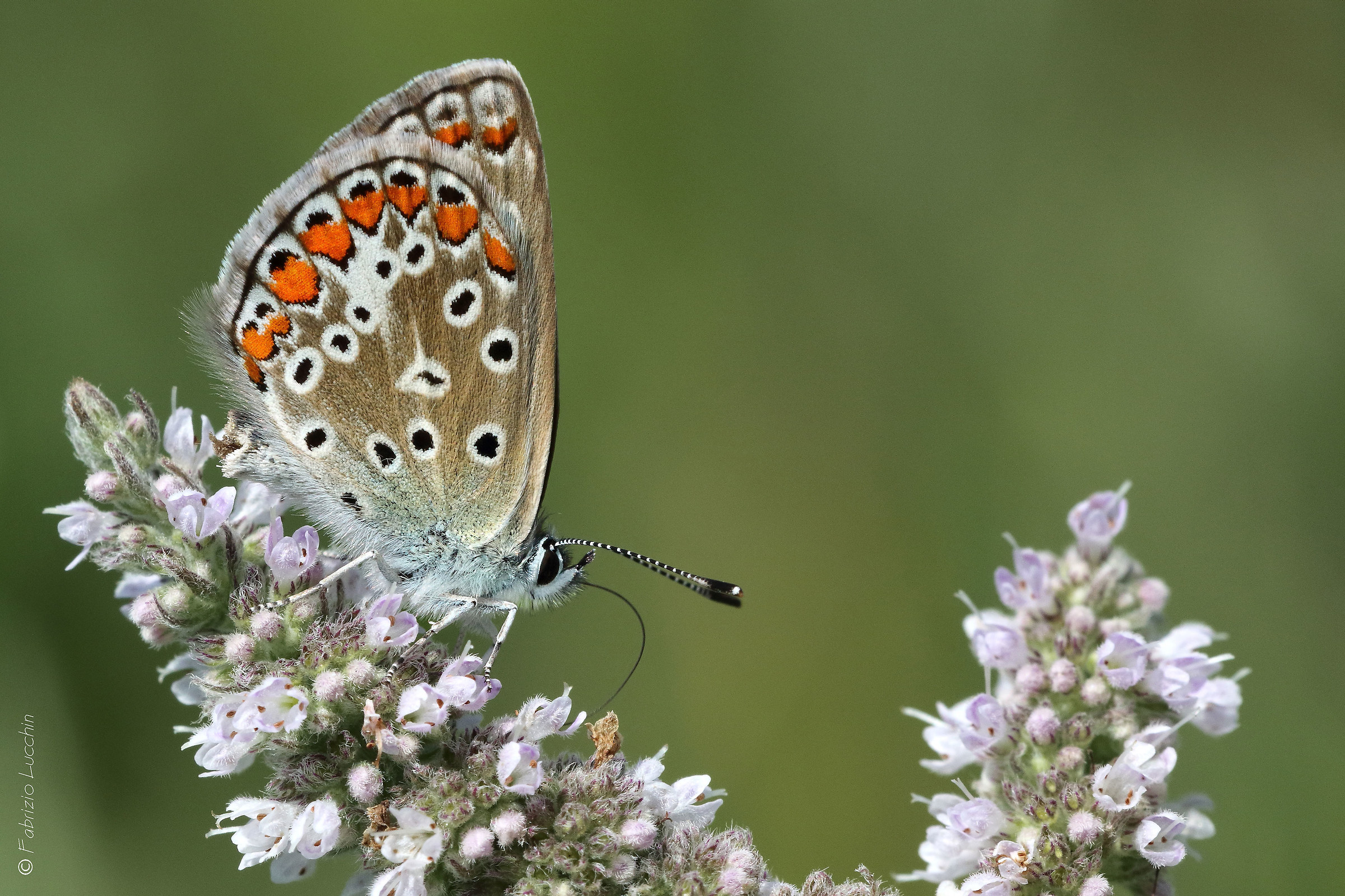 Polyommatus icarus