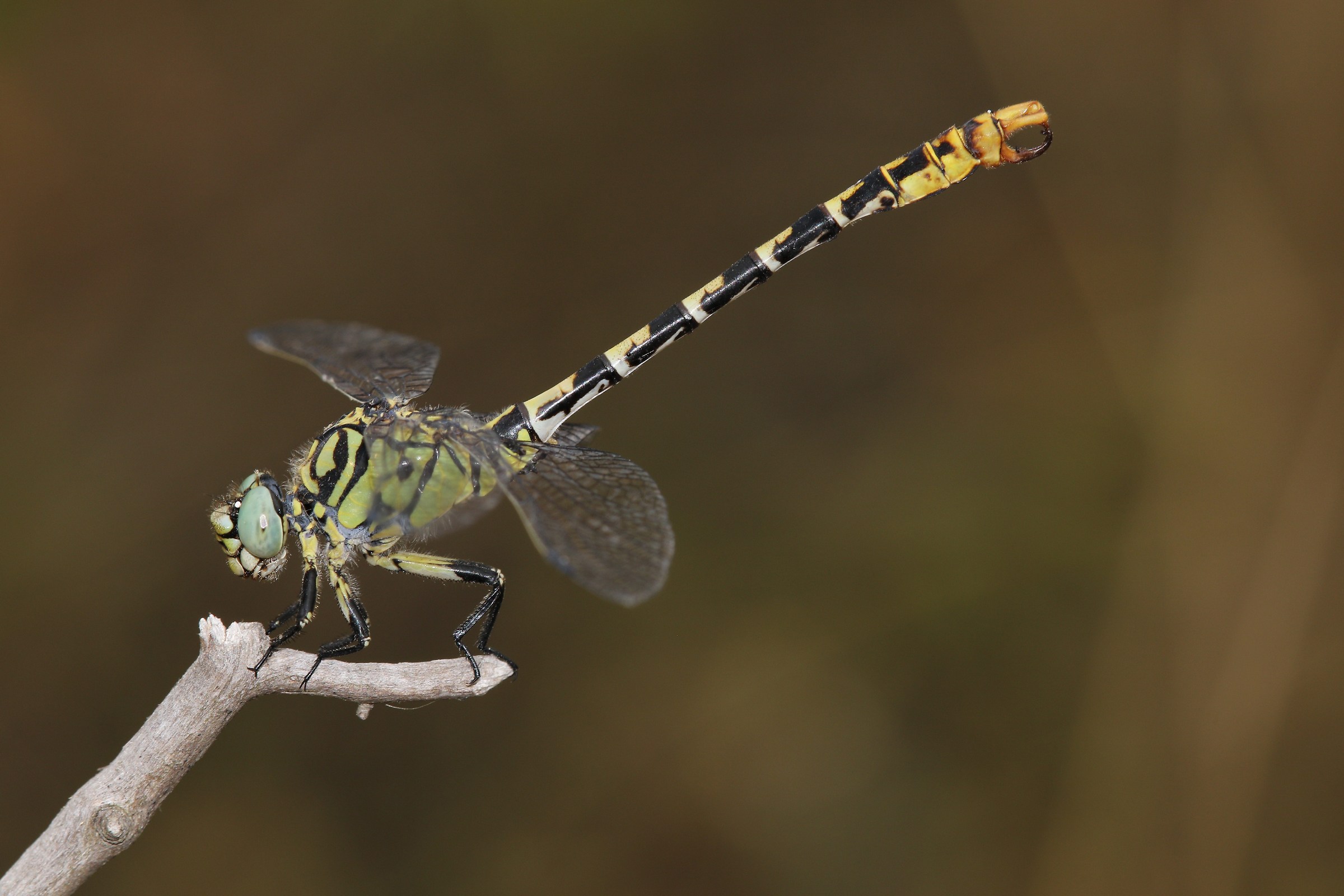 Onychogomphus forcipatus male (16)