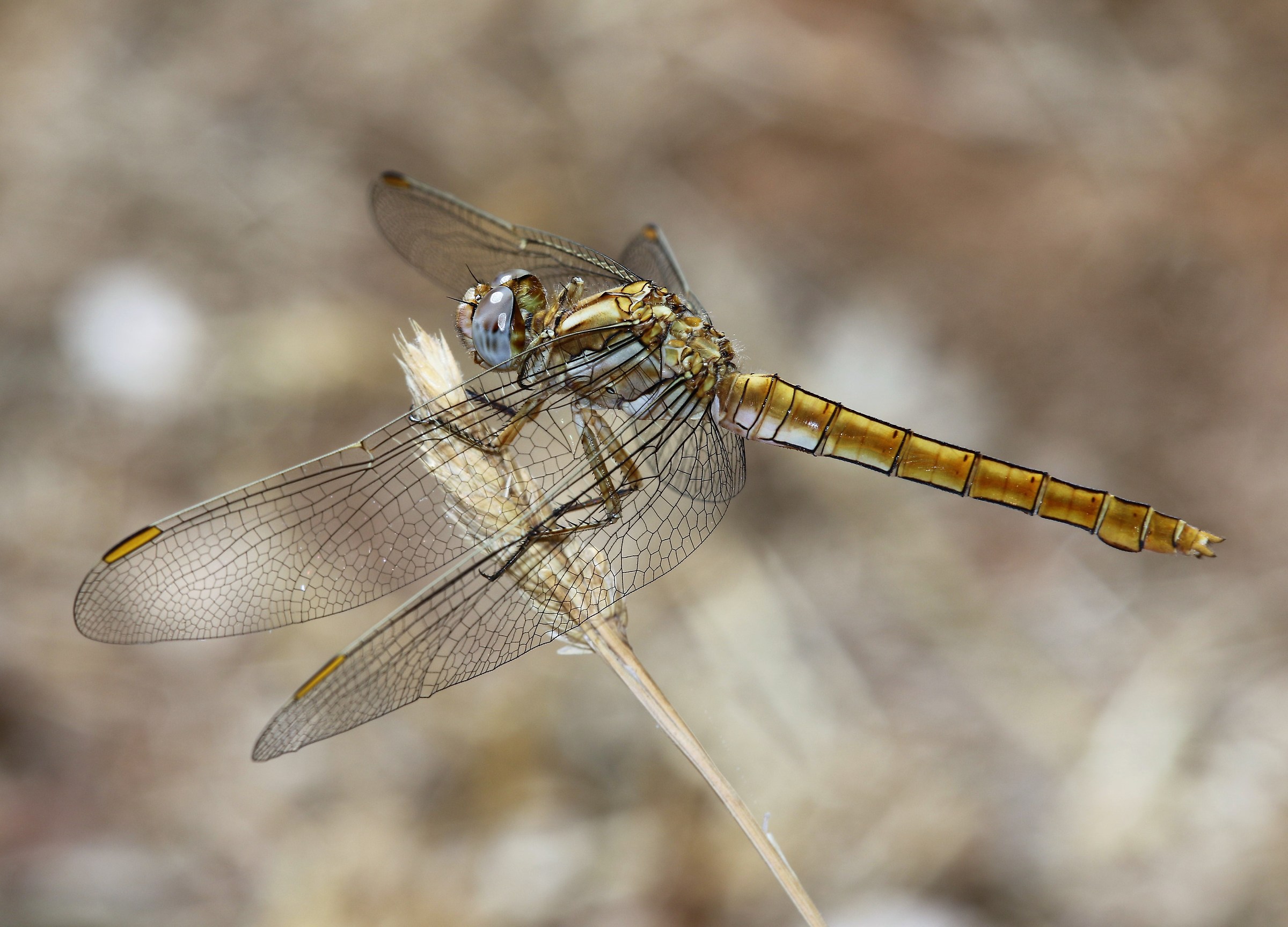 Orthetrum brunneum female