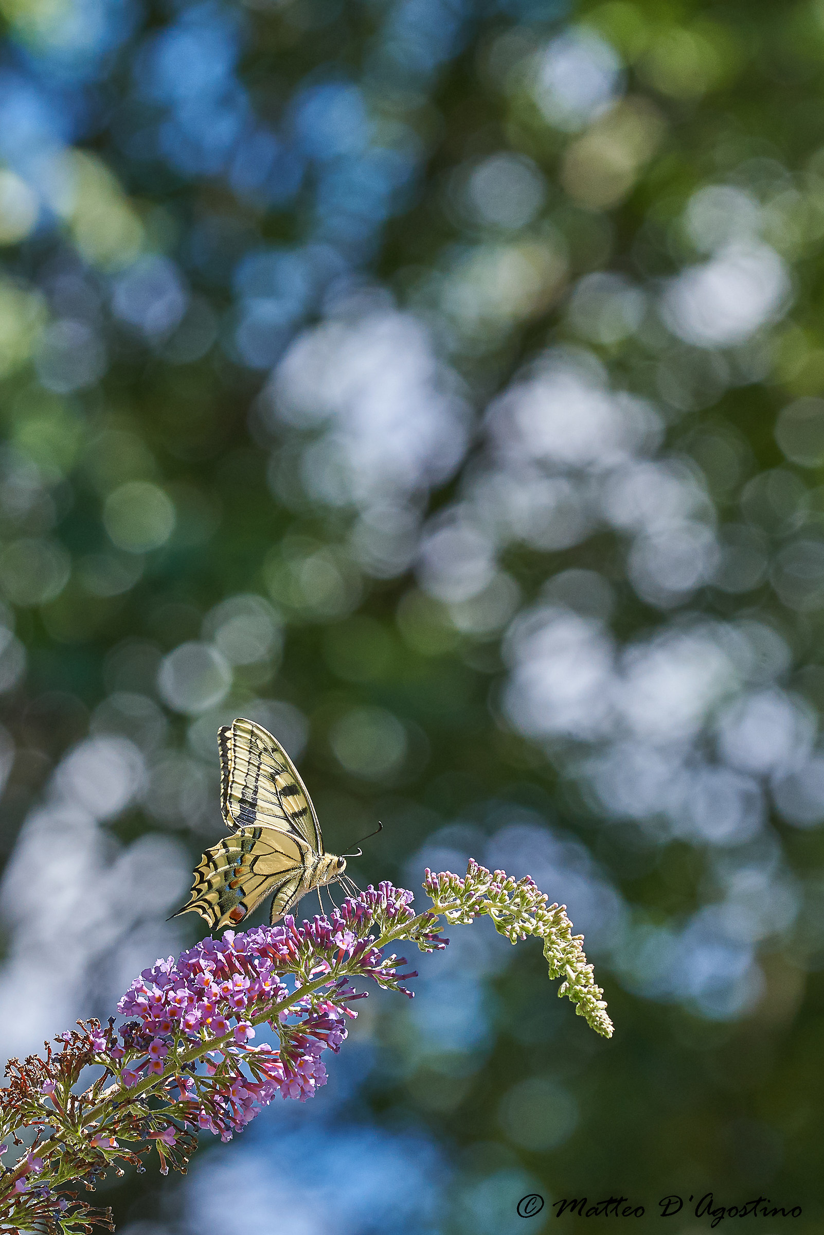 Papilio Machaon ... or more simply macaone!