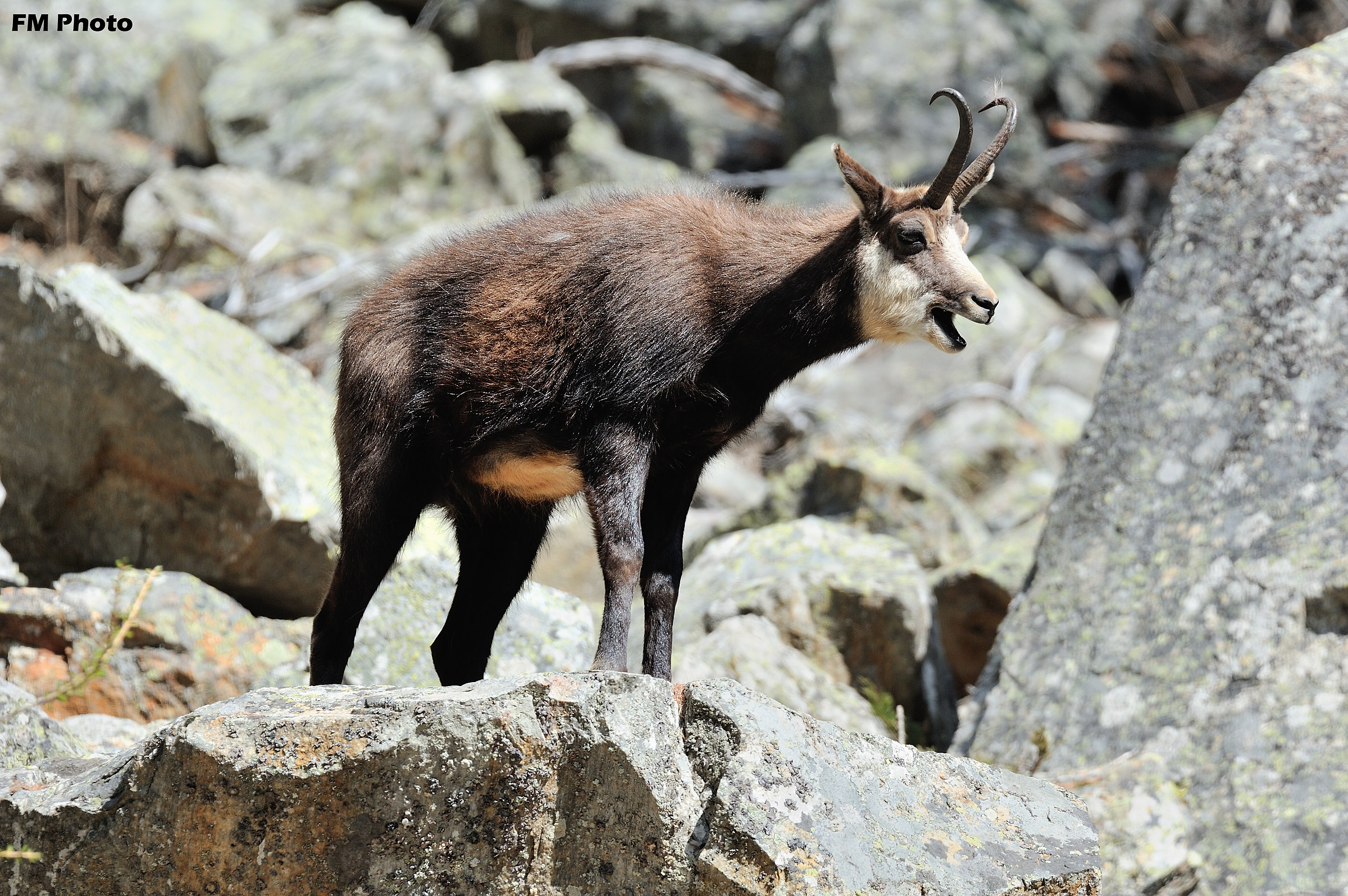 Alloraaaaaaaaa !!! Basta Fotoooooo !!!