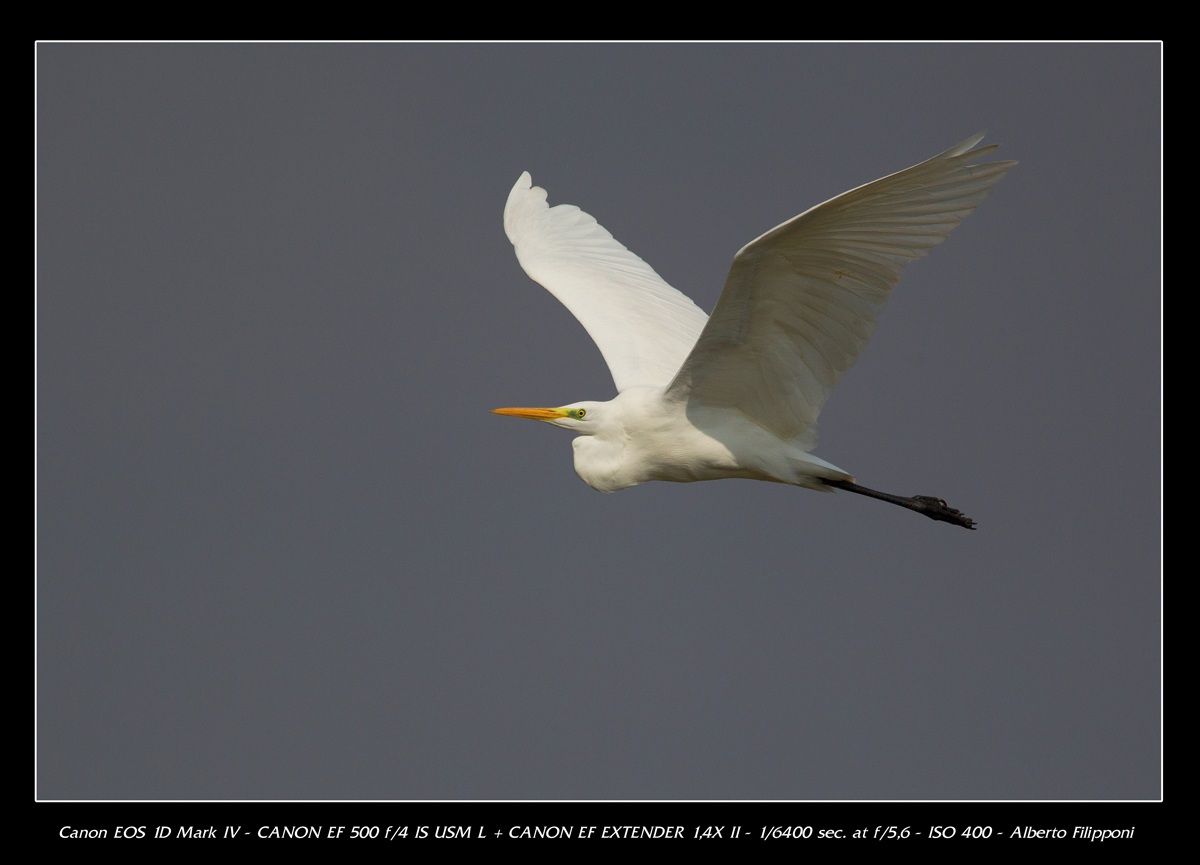 Great Egret - Oasis Lipu Racconigi