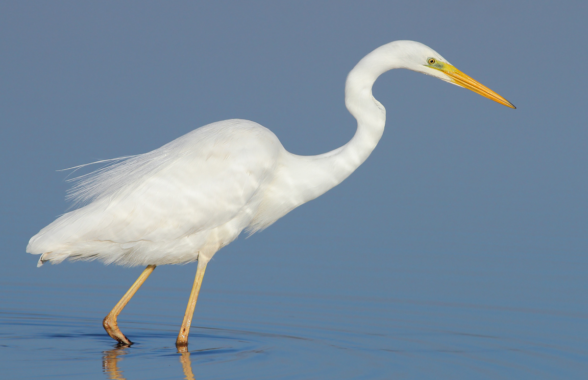 White heron