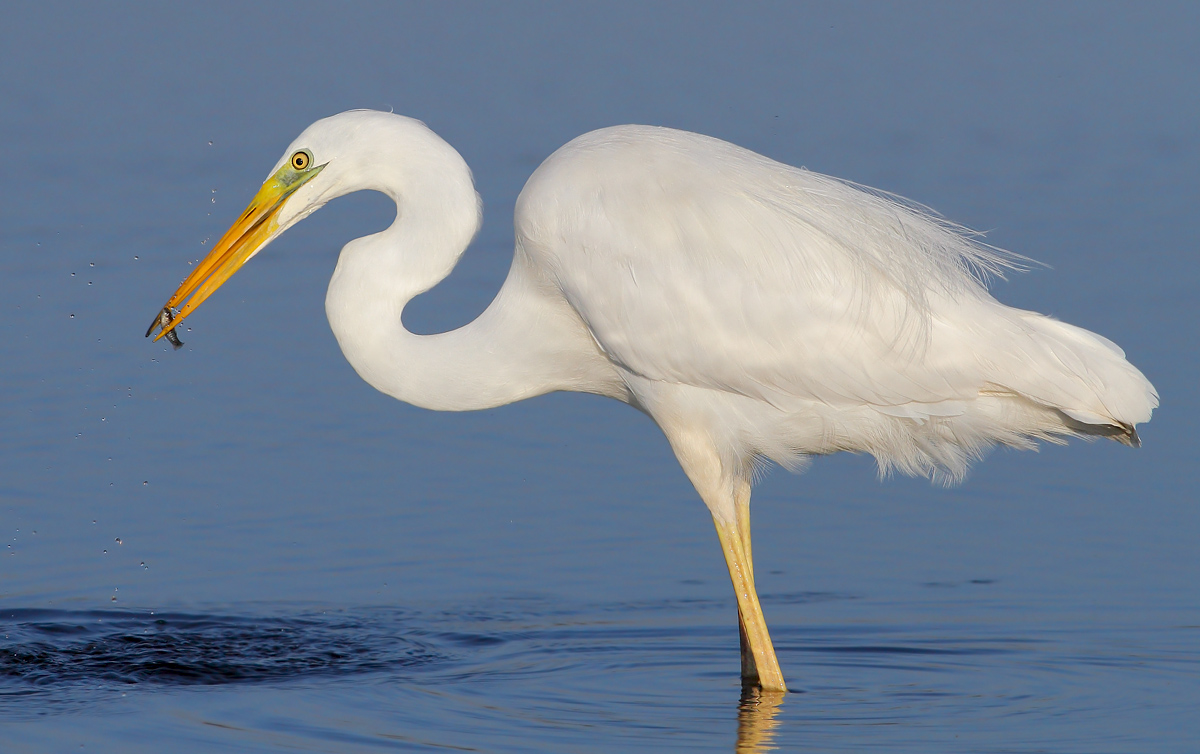 White heron