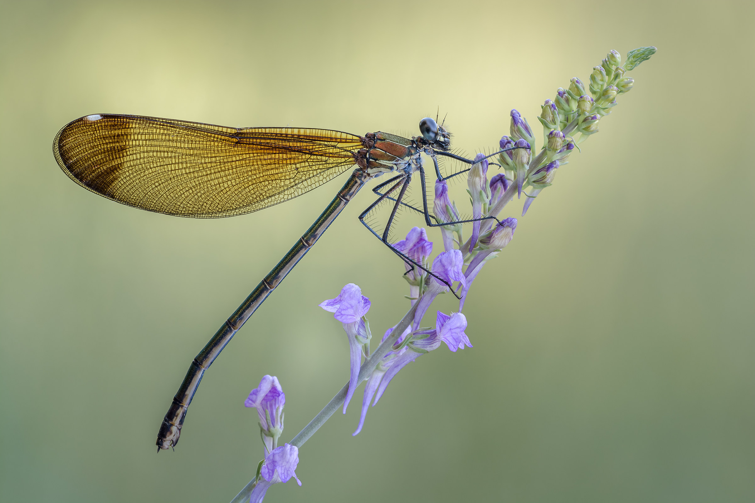 The elegance of the calopteris
