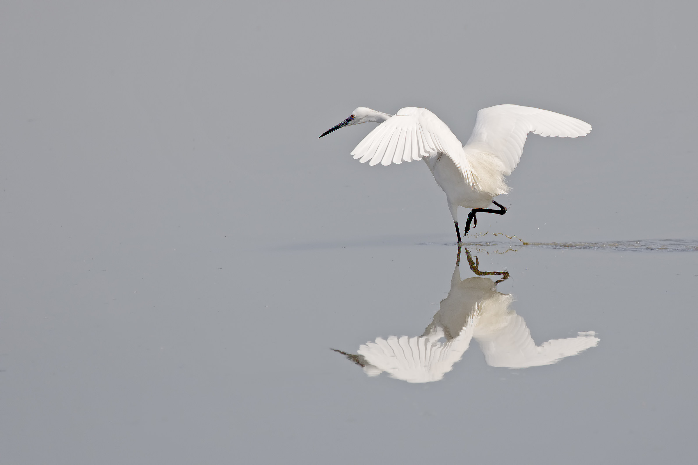 Egret