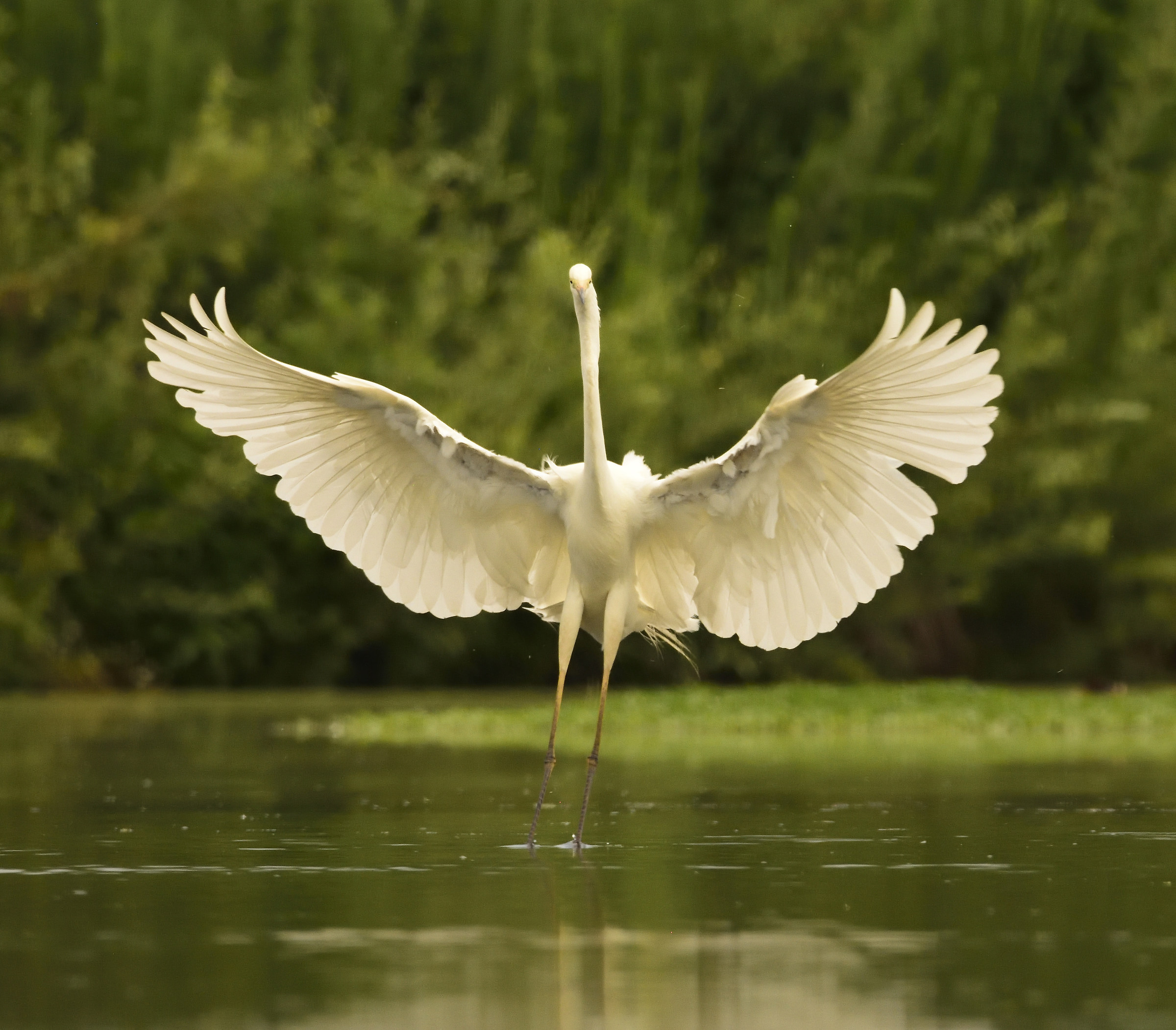 Big white heron