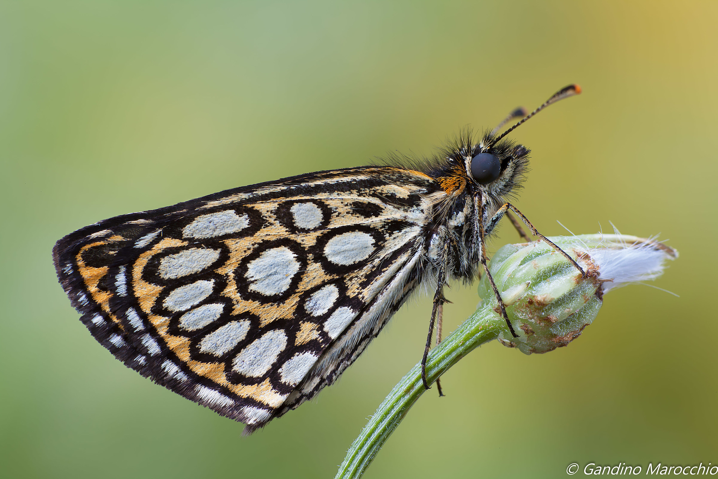Heteropterus Morpheus