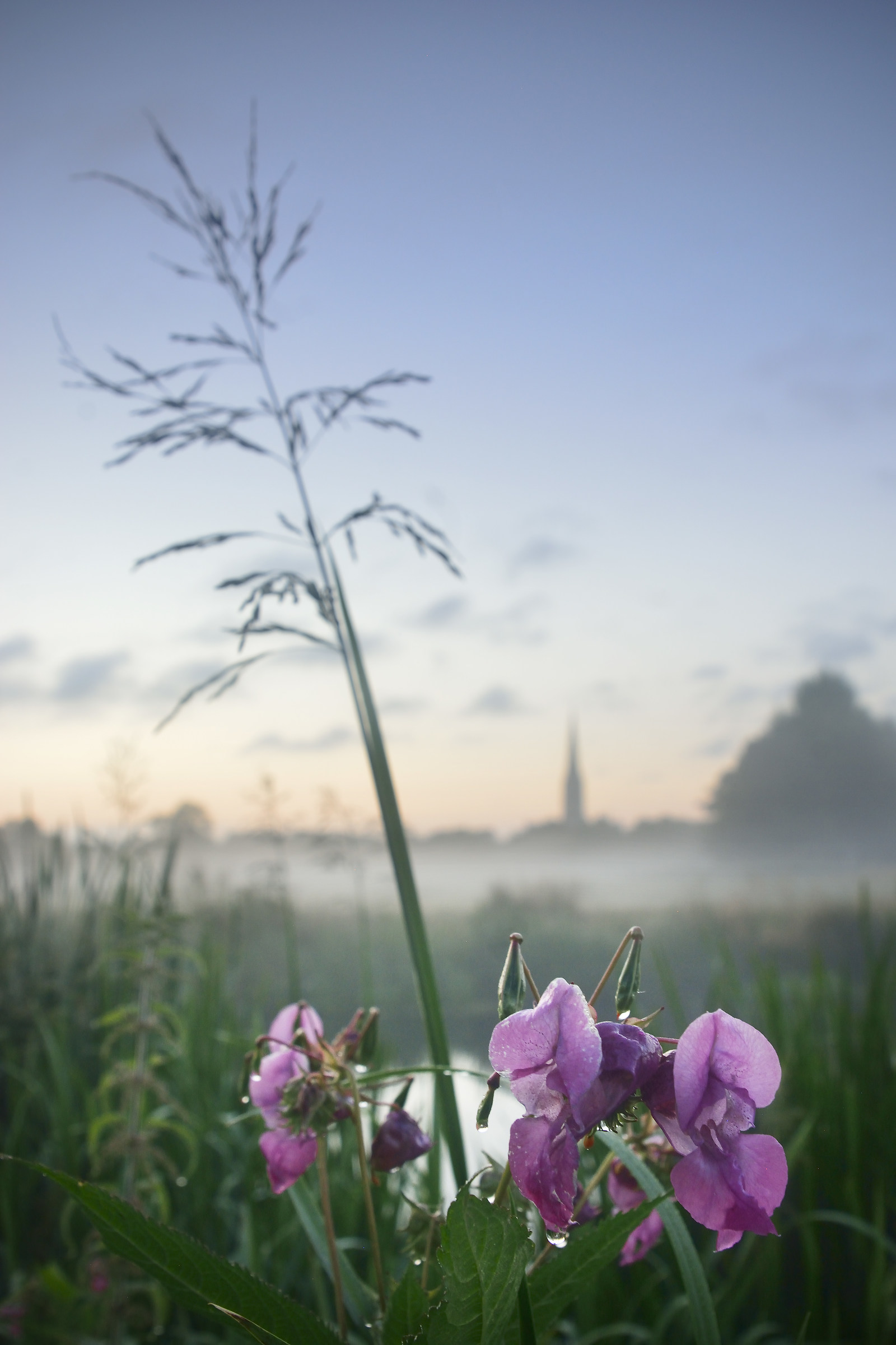 Alba (questa mattina) attraverso i Watermeadows