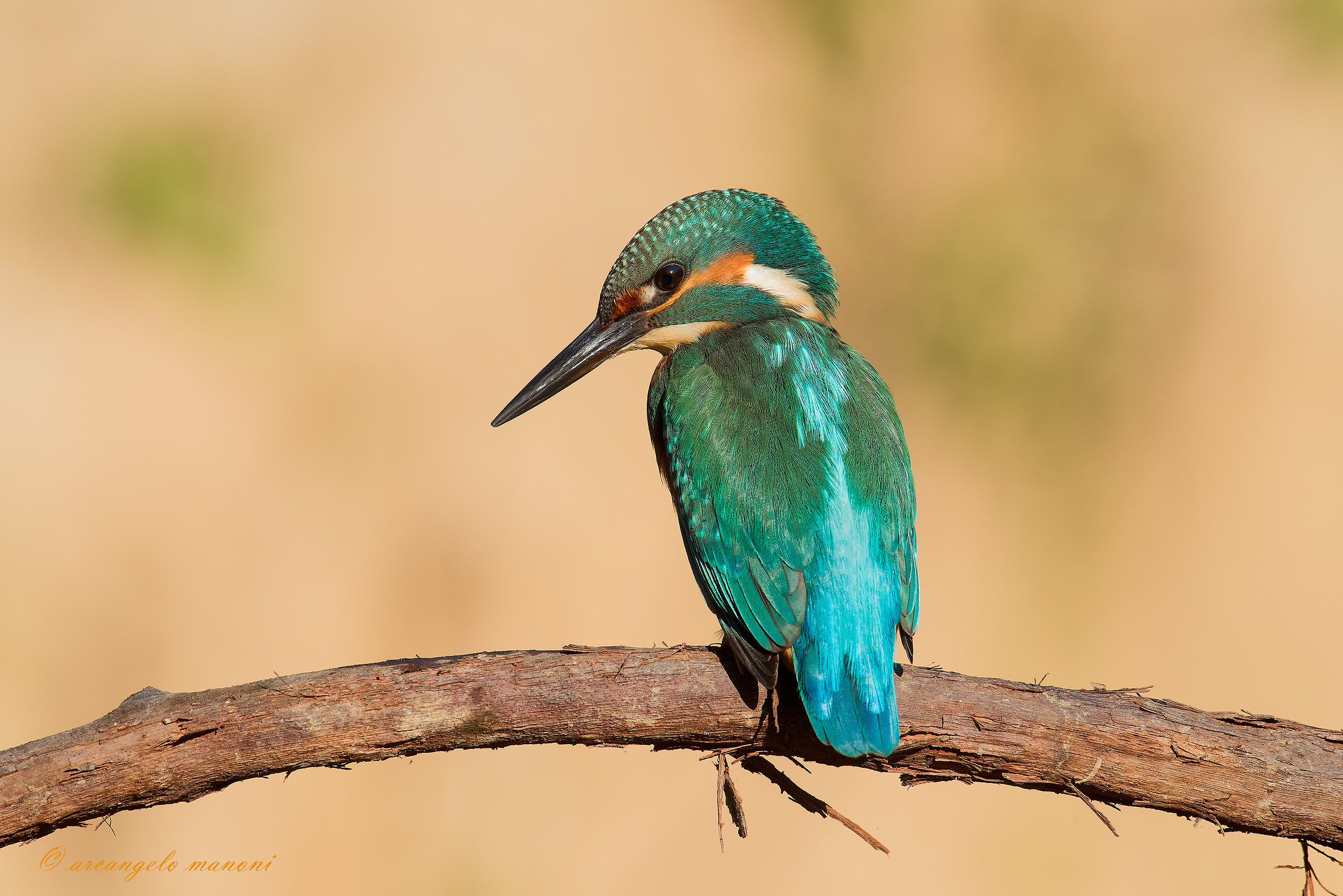 Quando il caleidoscopio martino spara il verde