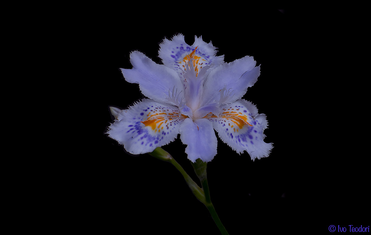 Iris Japonica.