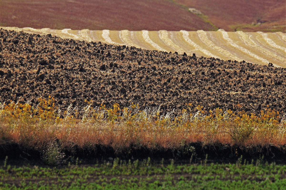 Plowing and cultivar
