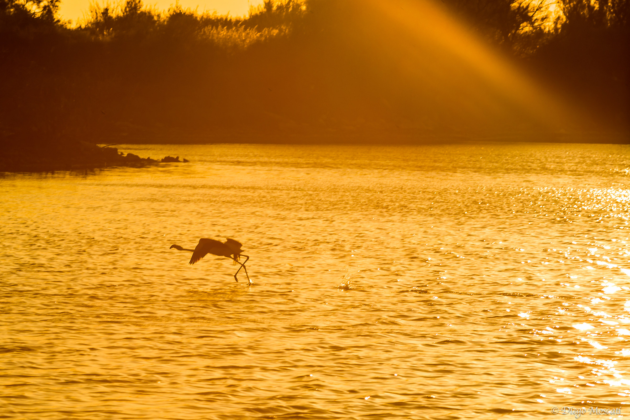 Camargue: pink flamingo at sunset.