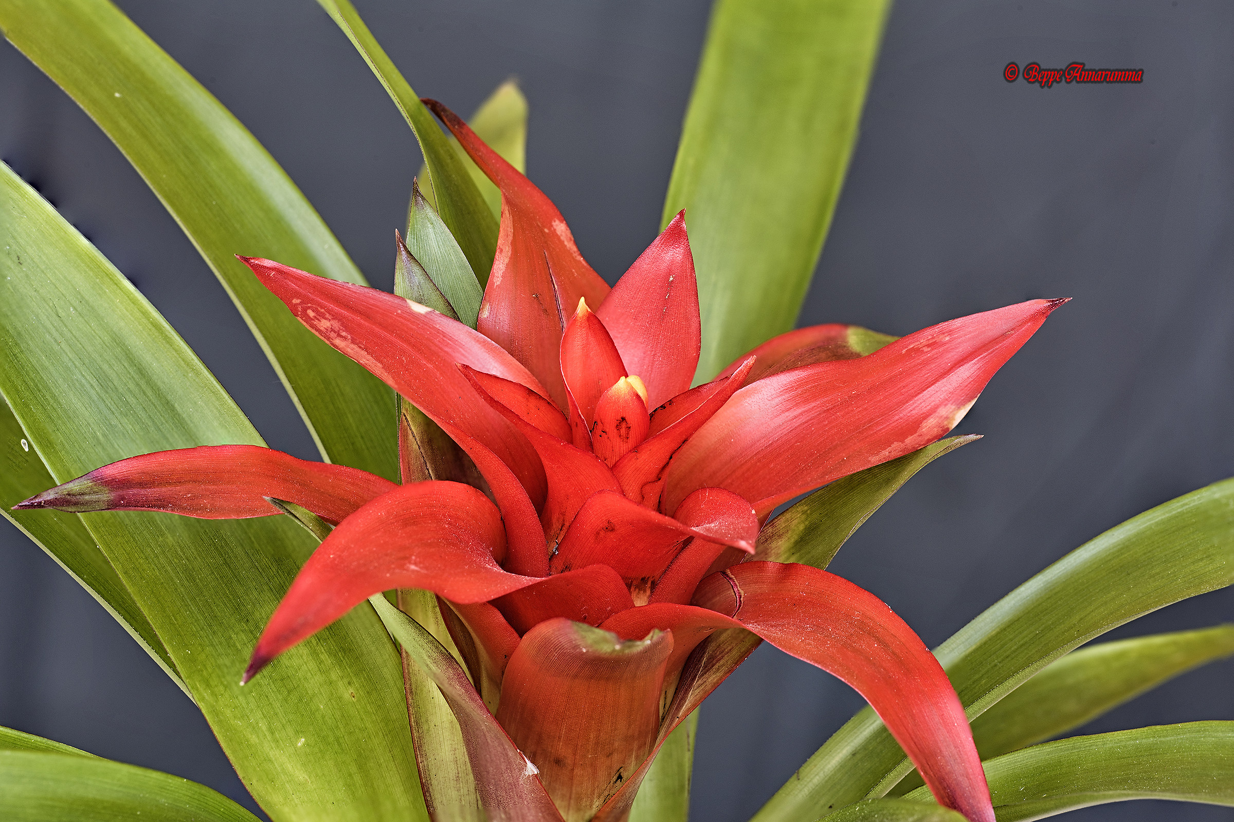 Guzmania Theresa