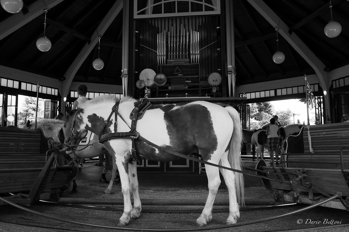 La vera giostra dei cavalli