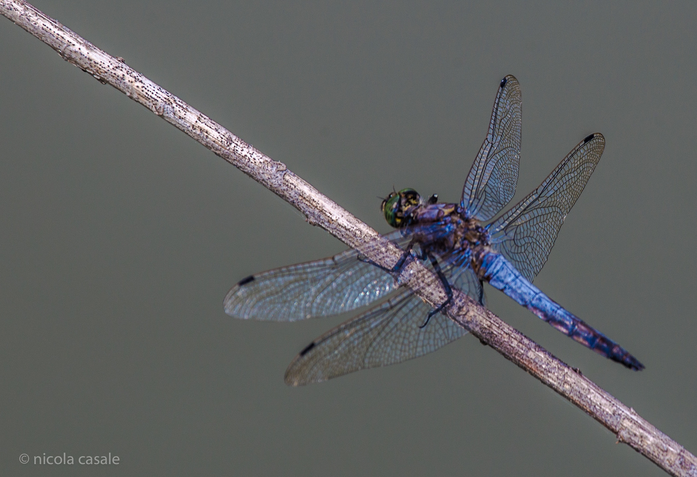 Blue dragonfly
