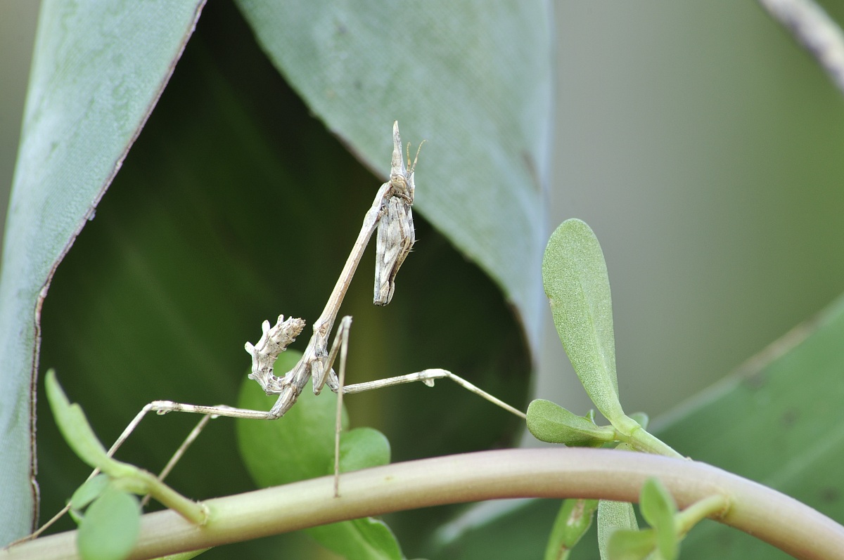 Empusa Pennata