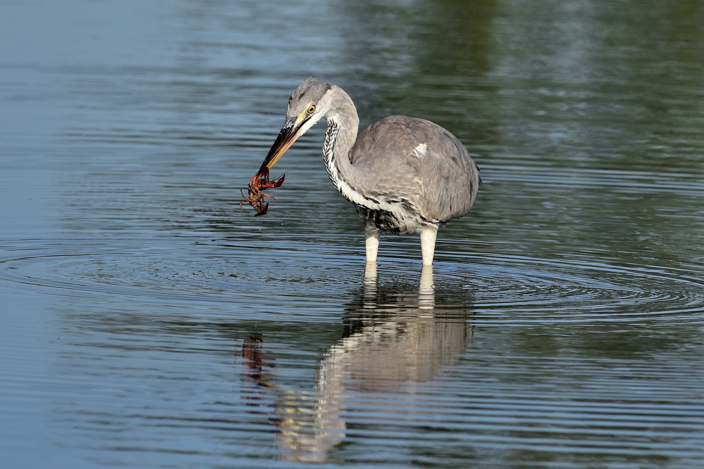 Airone cenerino a colazione col Gambero