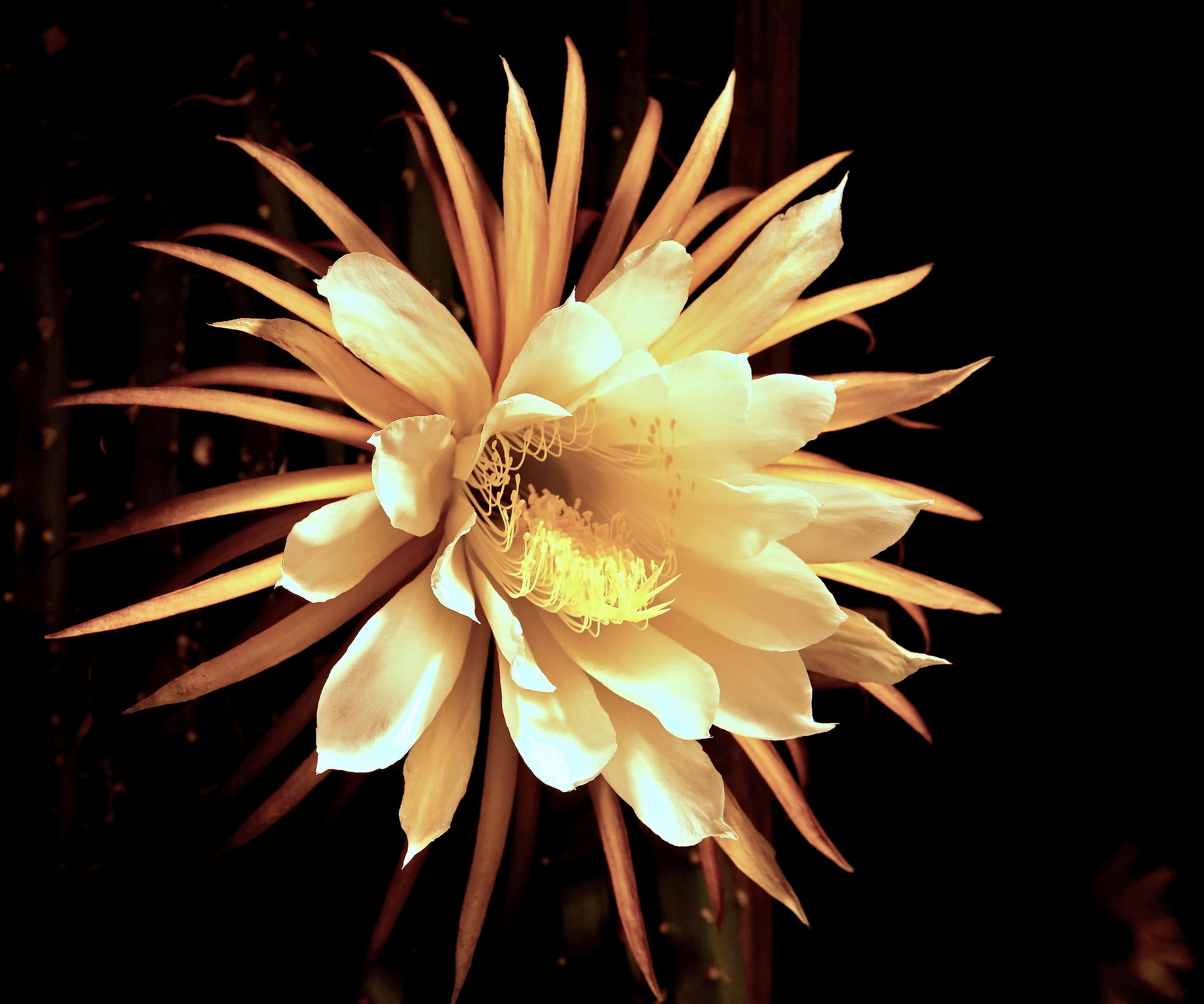 Fiore di Selenicereo