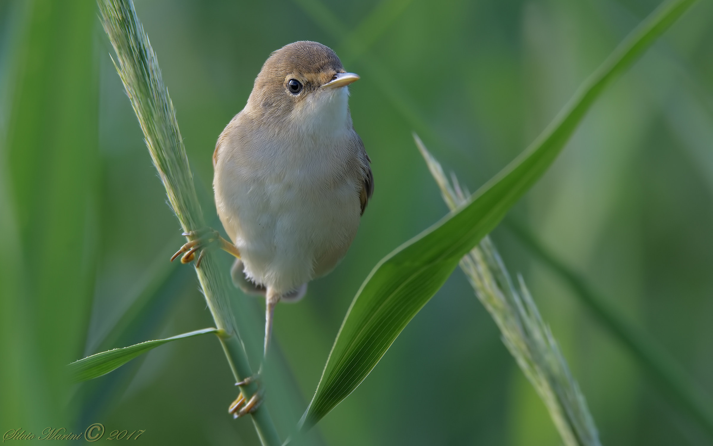 Cannaiola ( Acrocephalus scirpaceus)
