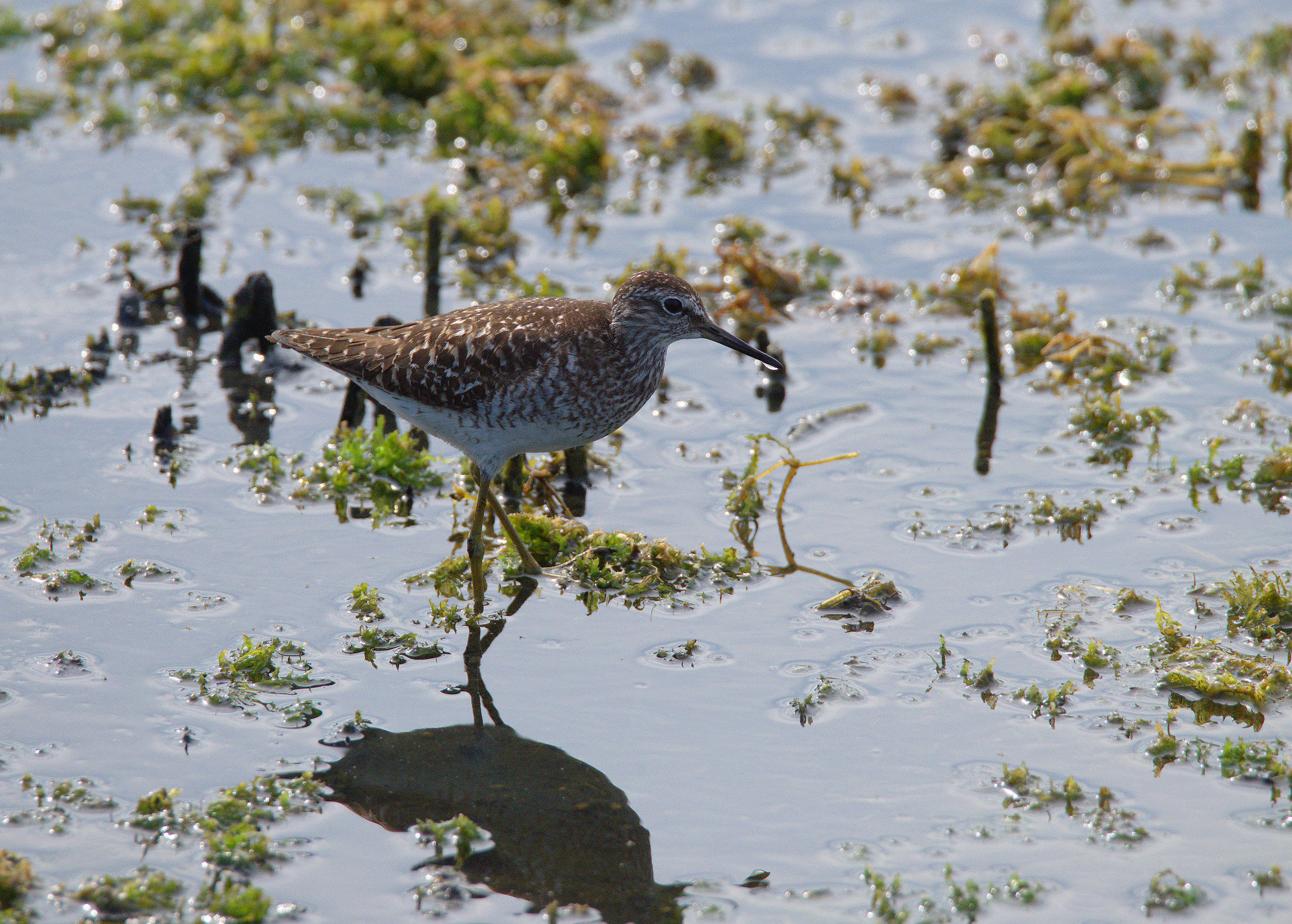 Pyro piro boschereccio