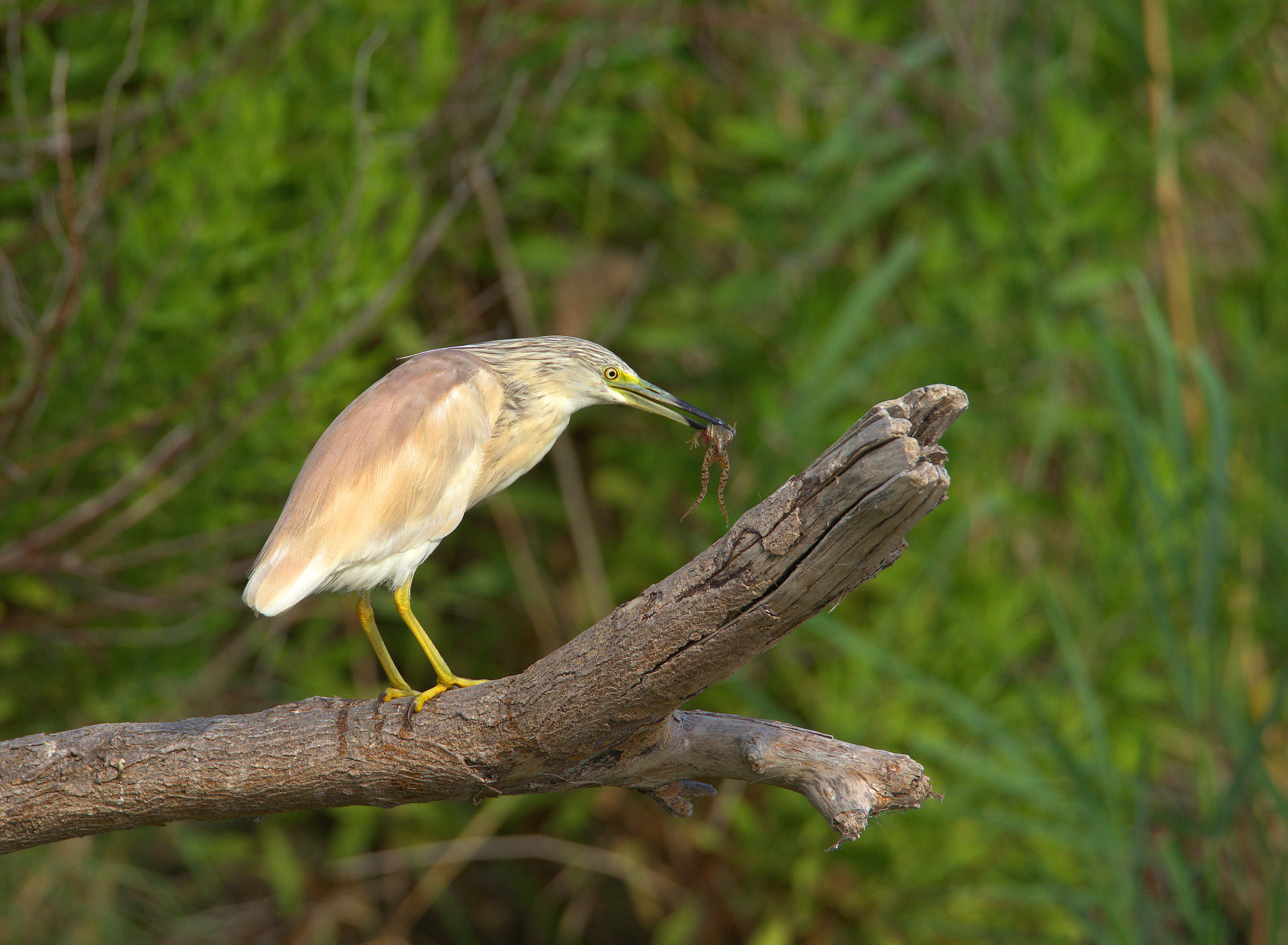 Sgarza puff with frog