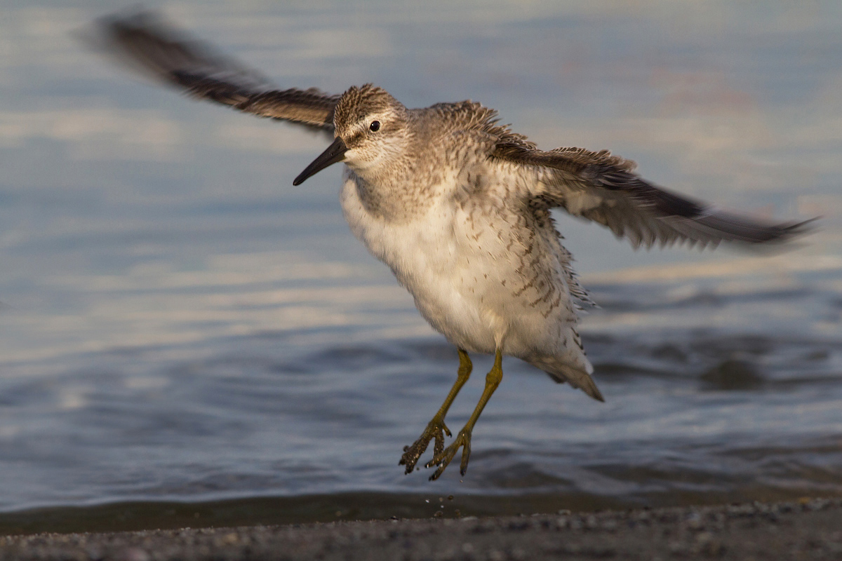 Sandpiper Major