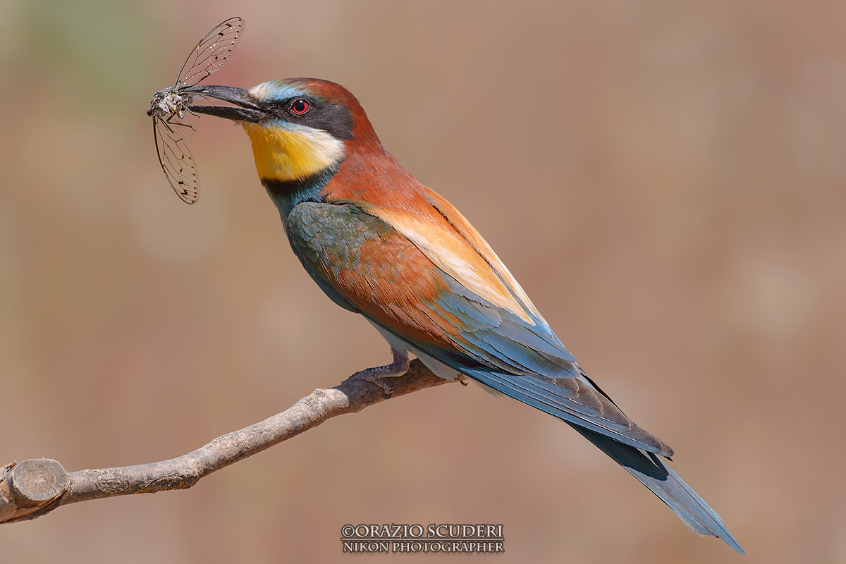 Merops apiaster