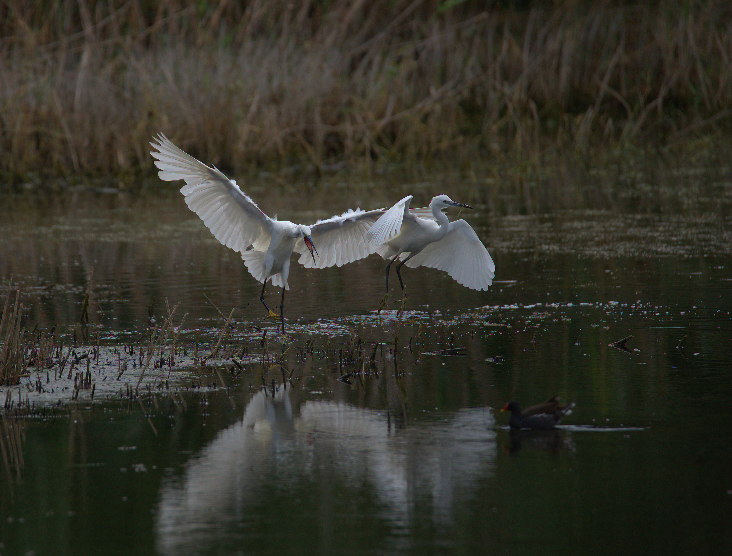Egrets