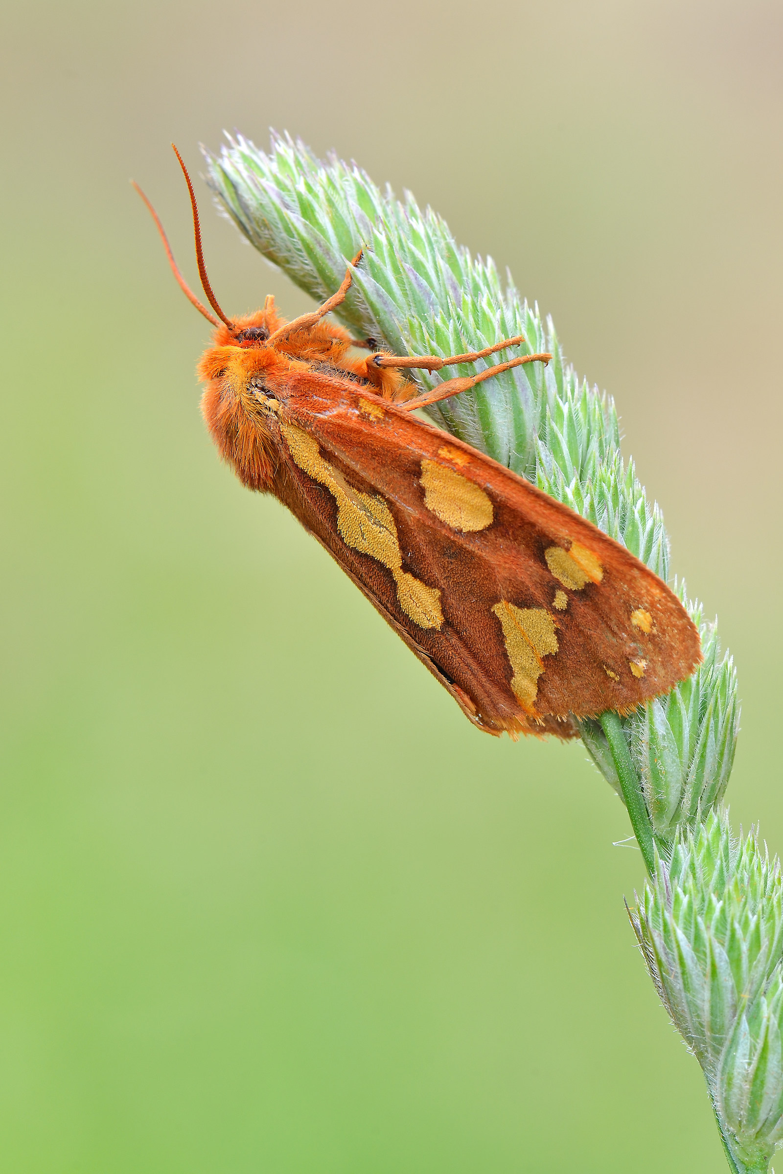 Hyphoraia testudinaria