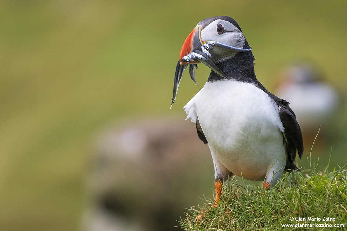 Fratercula arctica / Pulcinella of the sea