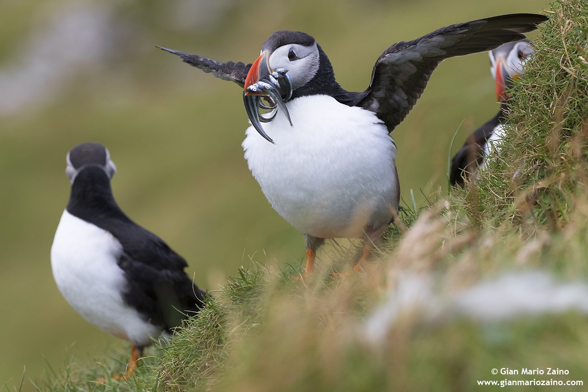 Fratercula arctica / Pulcinella of the sea