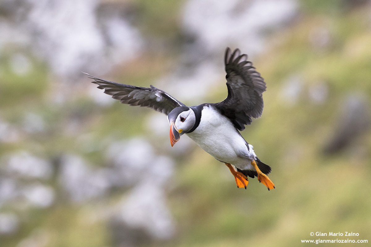 Fratercula arctica / Pulcinella of the sea