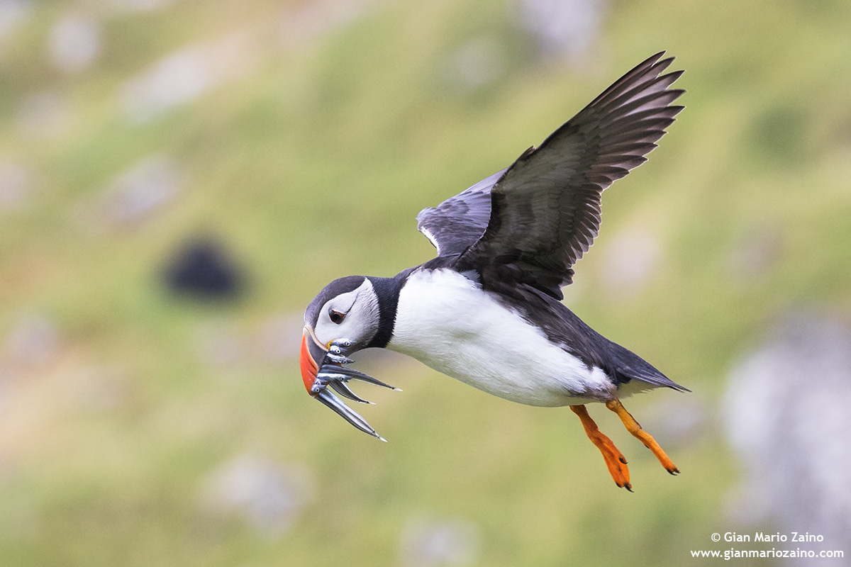 Fratercula arctica / Pulcinella of the sea