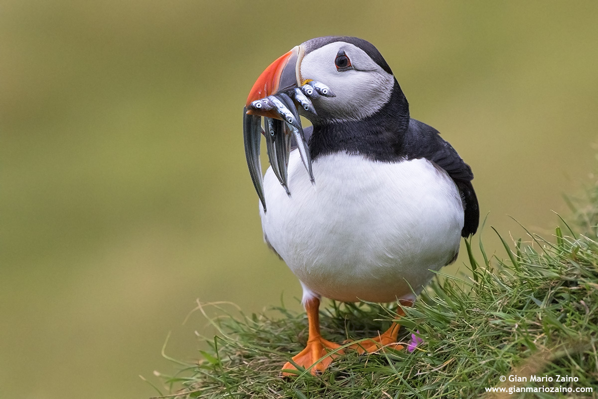 Fratercula arctica / Pulcinella of the sea