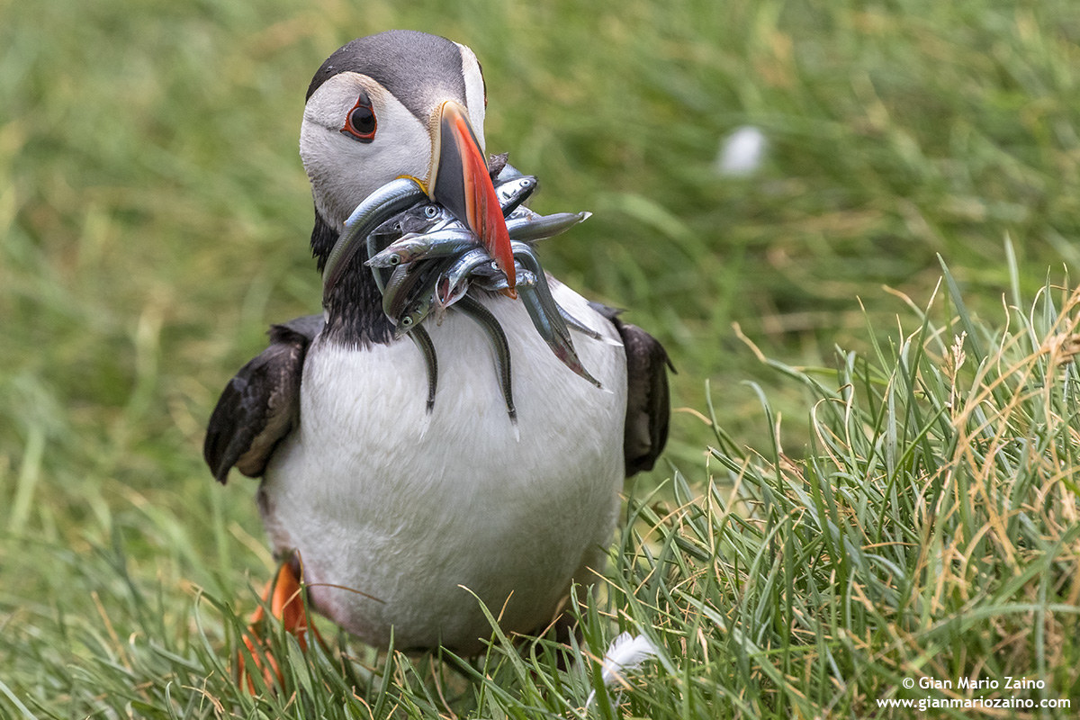 Fratercula arctica / Pulcinella of the sea
