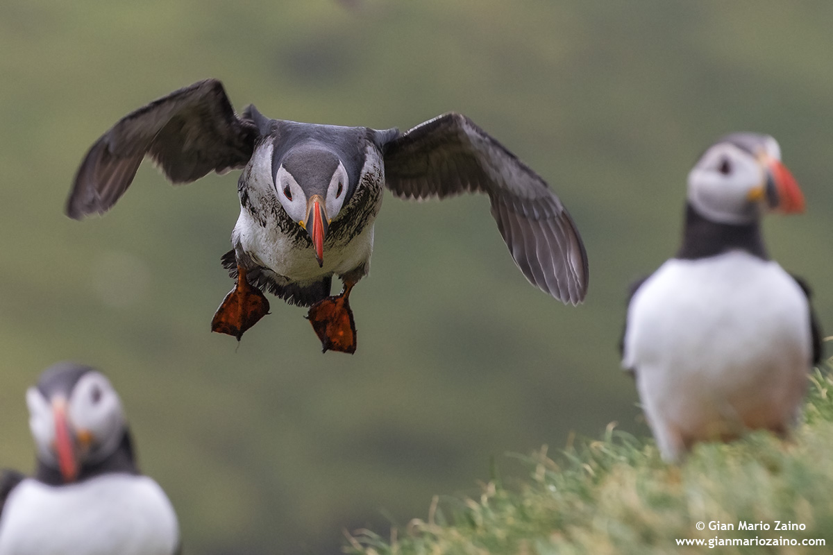 Fratercula arctica / Pulcinella of the sea