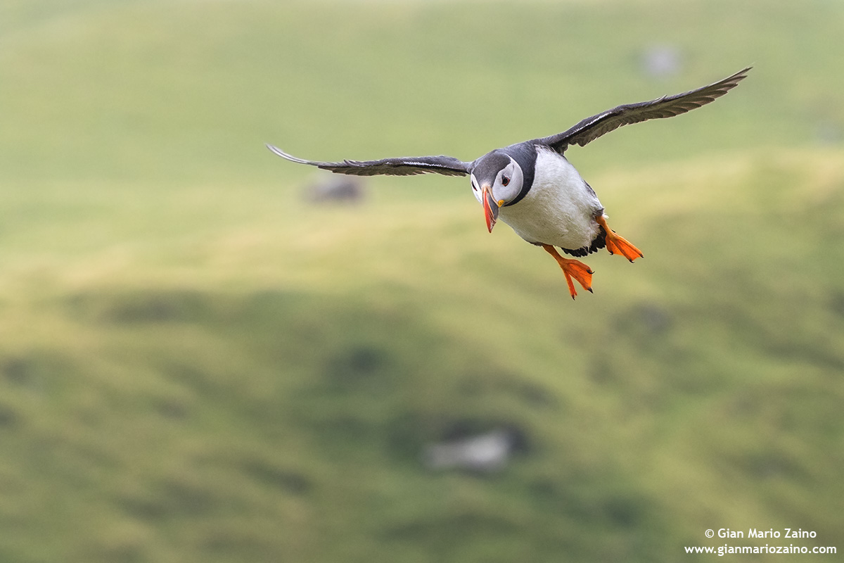 Fratercula arctica / Pulcinella of the sea