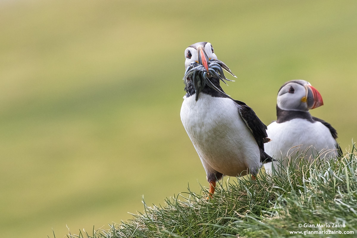 Fratercula arctica / Pulcinella of the sea