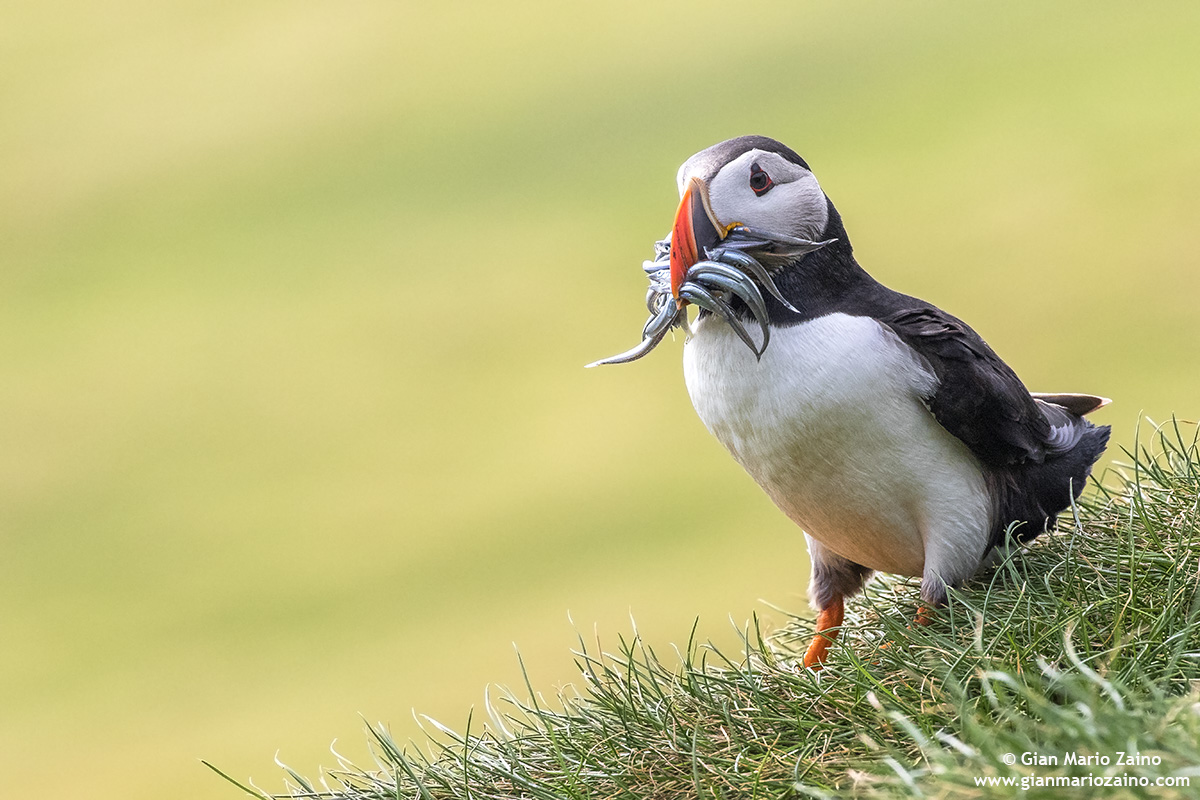 Fratercula arctica / Pulcinella of the sea