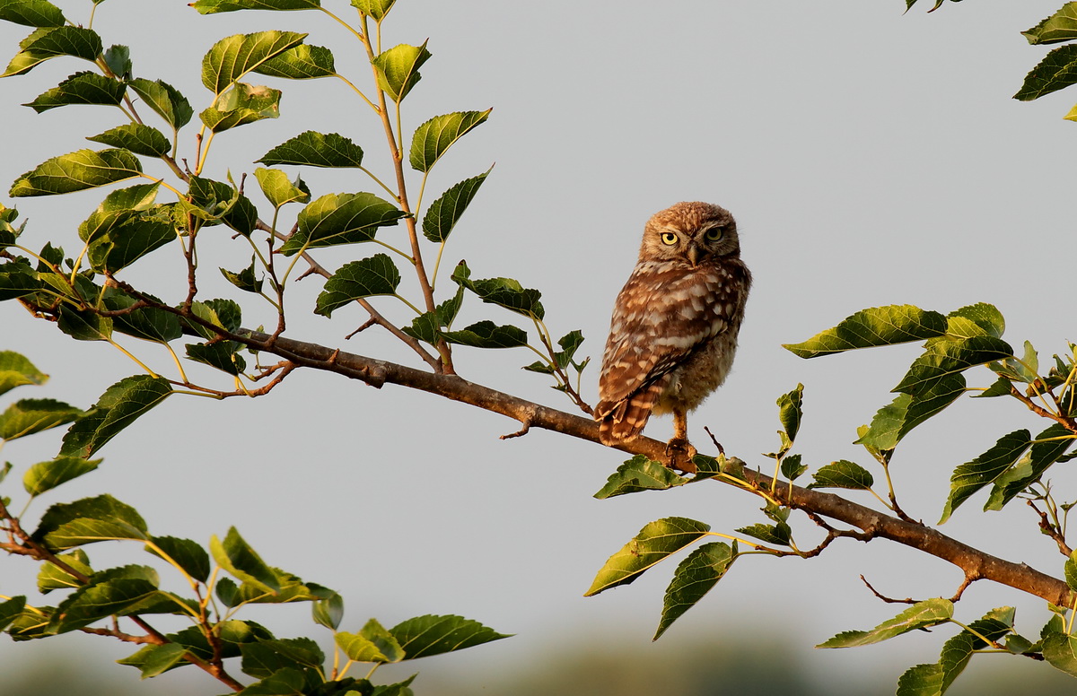 Young owl