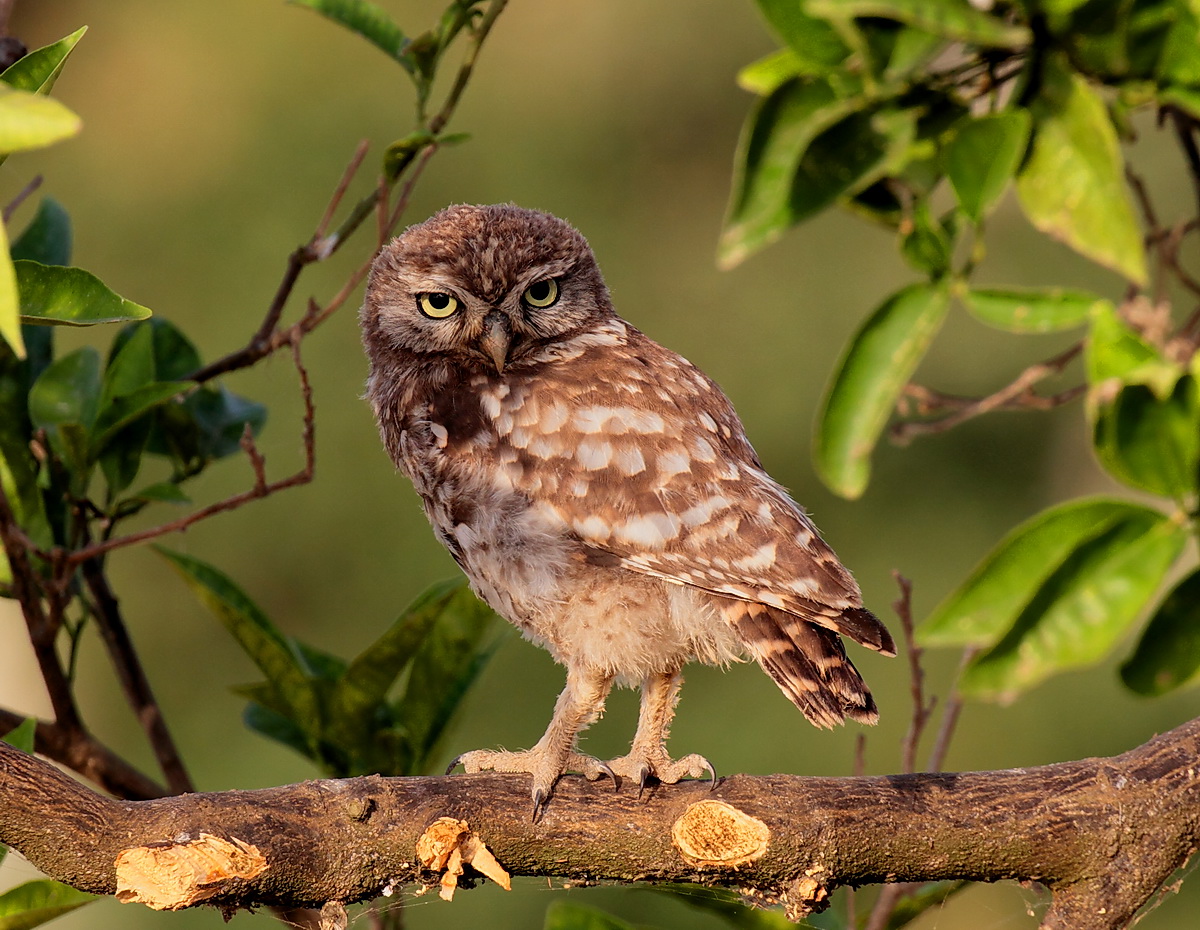 Young owl